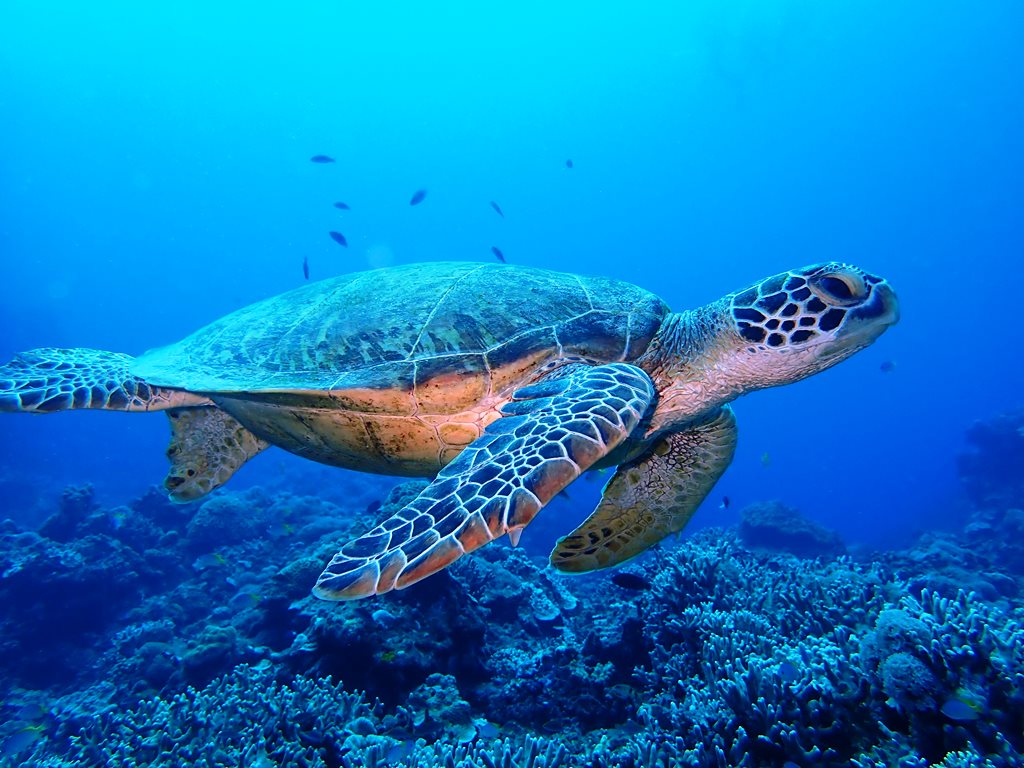 海教室32回よく似た生き物の見分け方～カメ編～☆ | シーマックスダイビングクラブ沖縄